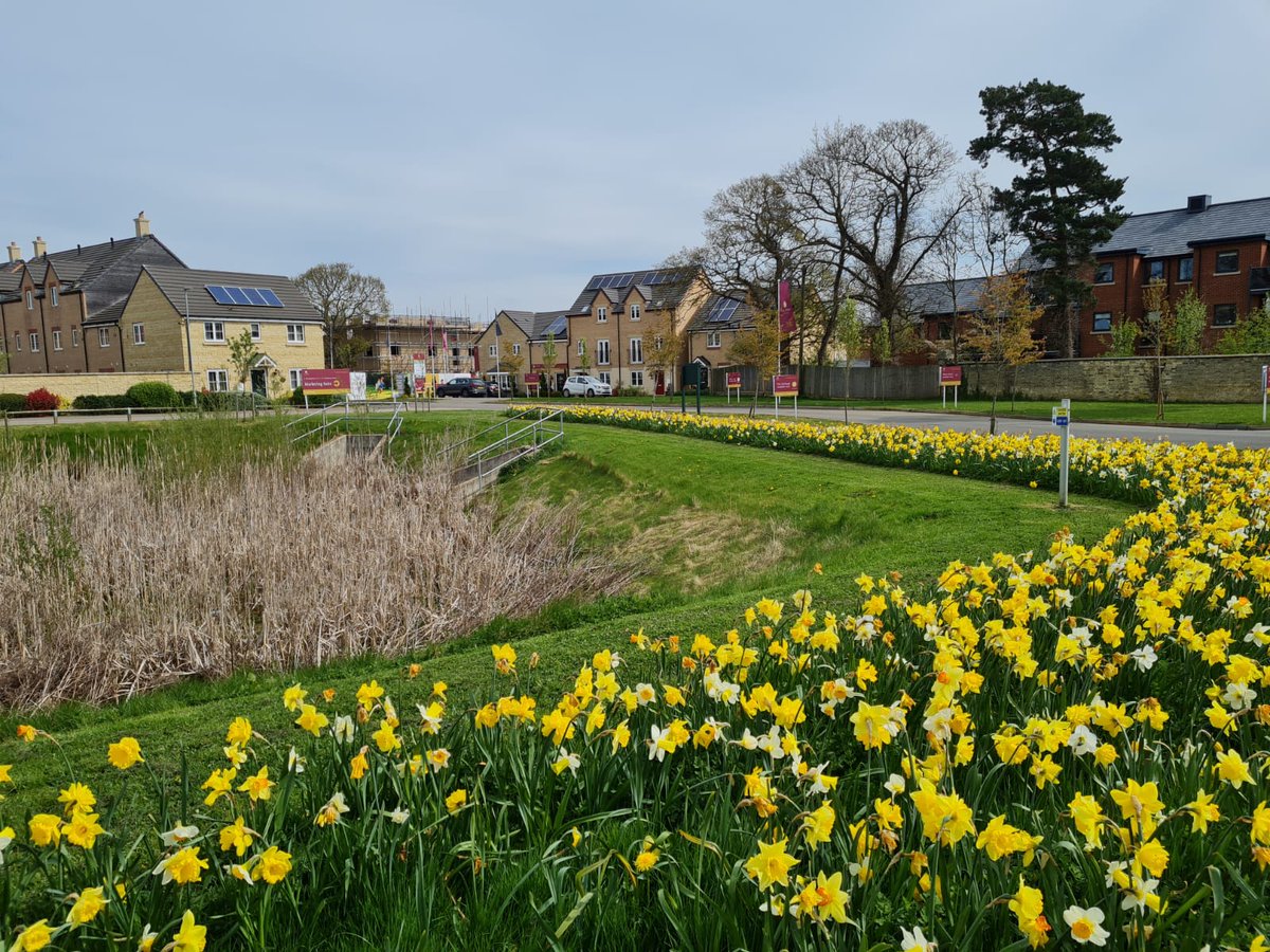 First sign that the #spring has sprung appeared over the Oakham estate with yellow #daffodils putting a big #smile on resident's faces. Read more: bit.ly/3Ng0VZg
<a href="/AllisonHomesUK/">Allison Homes</a>