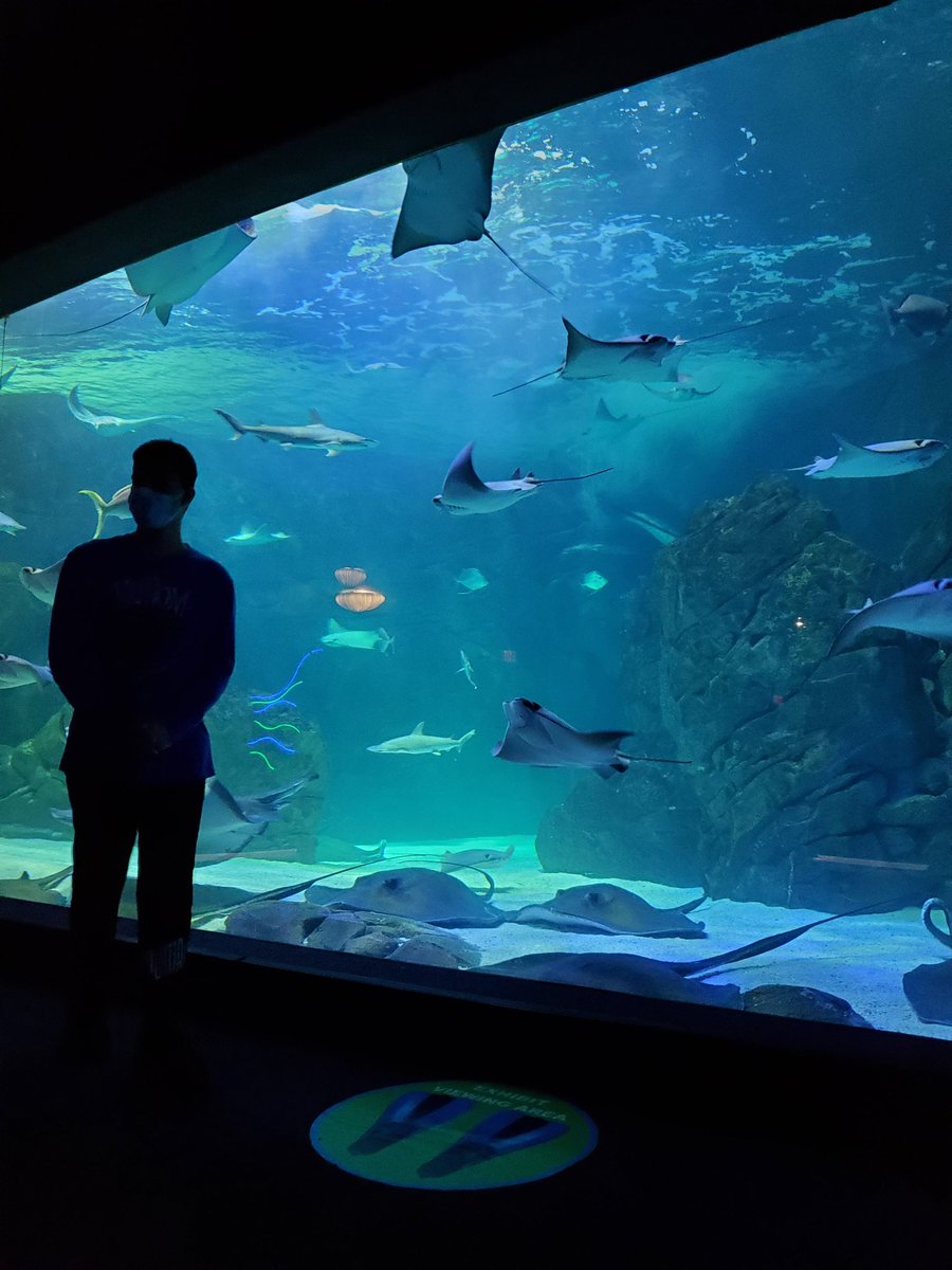 MissJFernandes's tweet image. More fun at @RipleysAquaCA @StFXSOS #SocialSkills #LifeSkills #FunctionalLiteracy @MsLowicki @MsNieuwendyk