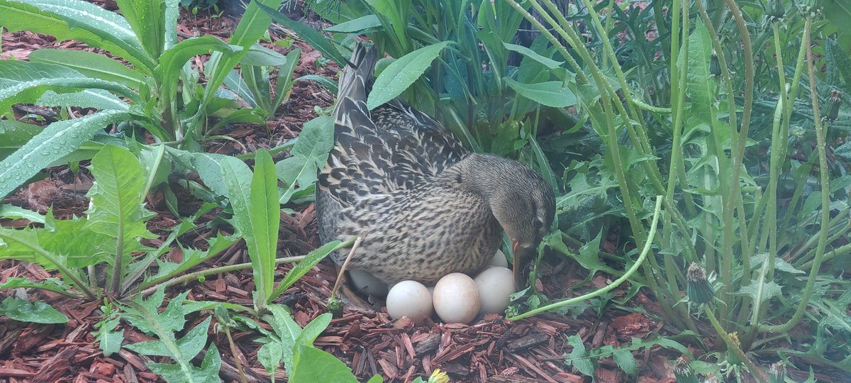 The wonder of Nature.  Look at this Momma and her babies right outside Ms. Cross and Ms. Ferraro's classroom.  Ten future students????