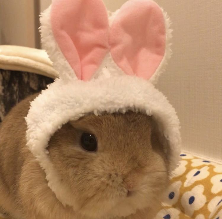 hi moas!! this is a new acc dedicated to txt’s #SOOBIN as bunnies 🐰 pls kindly rt so this reaches more people ₍ᐢ.  ̫.ᐢ₎ ♡