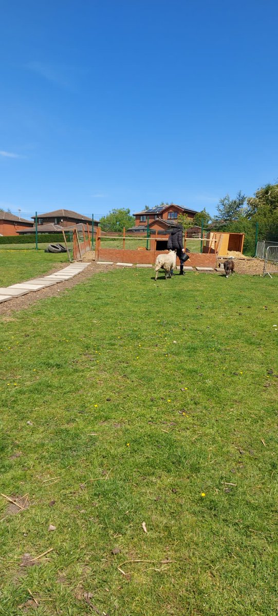 Livvi_Fay's tweet photo. A lovely afternoon - the lads have been amazing with the animals. 🐐 🐑 #farmlife #schoolfarm #LPTF @LeverParkSchool @bolton_pru https://t.co/0XLhOghmCL