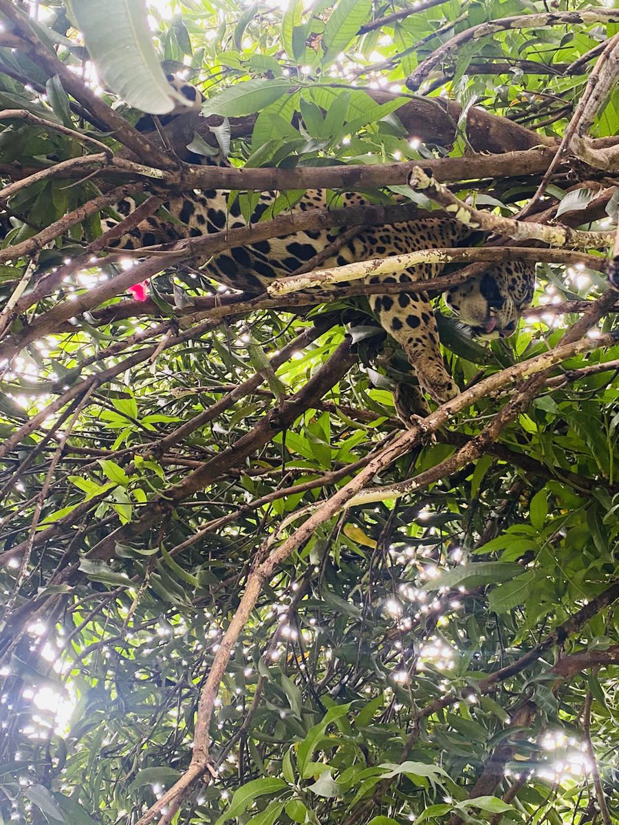 guyla1ere's tweet photo. Un jaguar capturé ce matin, chez un particulier route des plages. Plus d’infos dans nos prochaines éditions TV-Radio-Web• Images réseaux sociaux • #guyane #guyaneLa1ere #insolite https://t.co/ZKlnbXpEKK