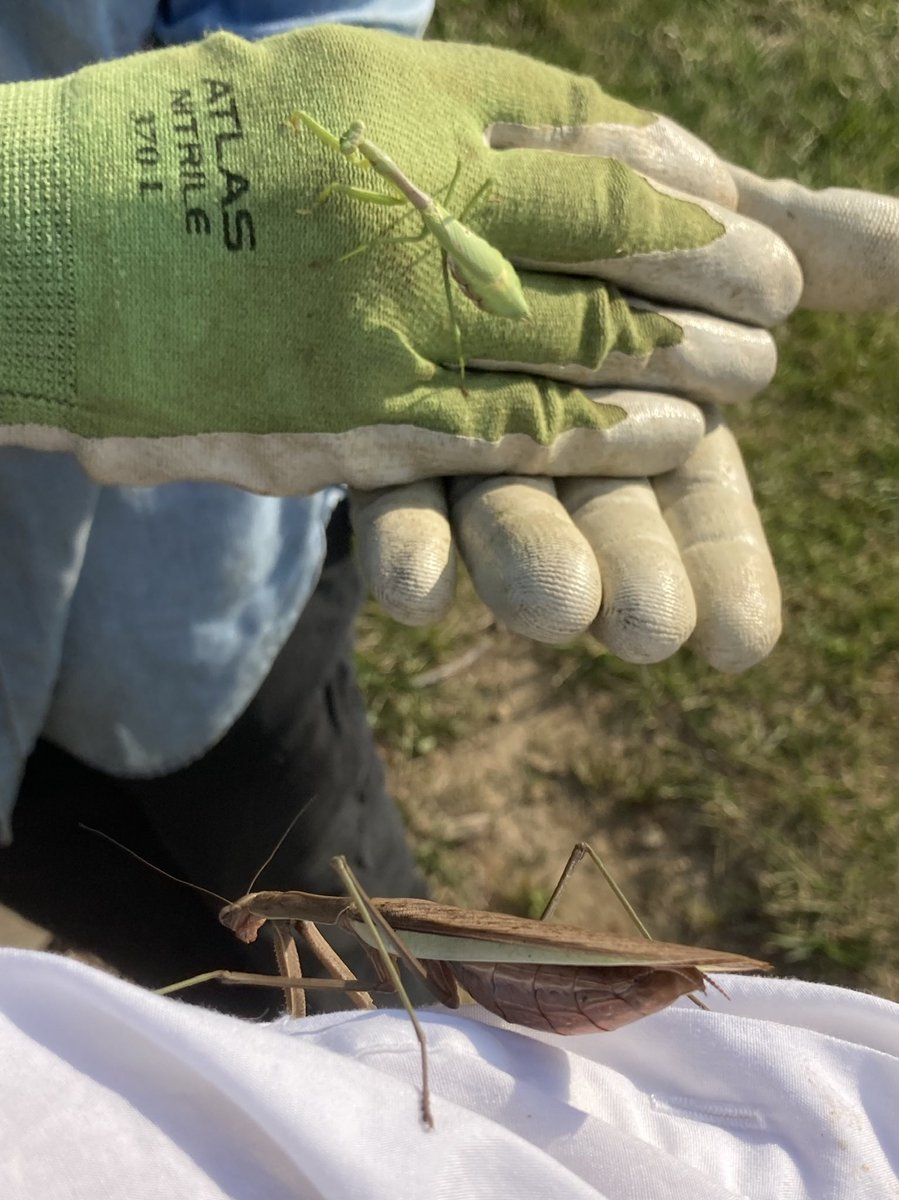 Arthro-Pod (@arthro_podshow) on Twitter photo Is it just the 3 of us or are other #entomologists fielding questions about killing praying mantises? Listen to our discussion about the Chinese mantid on our latest episode arthro-pod.blogspot.com/2022/05/arthro… @mskvarla36 <a href="/bugmanjon/">Jonathan Larson</a> <a href="/JodyBugsMeUNL/">Jody Green</a> Is it just the 3 of us or are other #entomologists fielding questions about killing praying mantises? Listen to our discussion about the Chinese mantid on our latest episode arthro-pod.blogspot.com/2022/05/arthro… @mskvarla36 <a href="/bugmanjon/">Jonathan Larson</a> <a href="/JodyBugsMeUNL/">Jody Green</a>