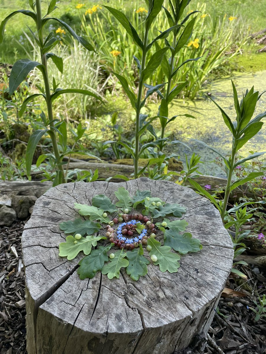 clothofnature's tweet photo. …as happy as a 6 yr old today, ‘playing out’ in the garden! These precious jewels: Cherry galls - cynips quercusfoli I think? - caught my eye. Fallen forget-me-nots atop them, reminded me, recently, I’ve been remiss - not finding #mindful time to make a #mandala so here one is! https://t.co/xBAeAbL8lk