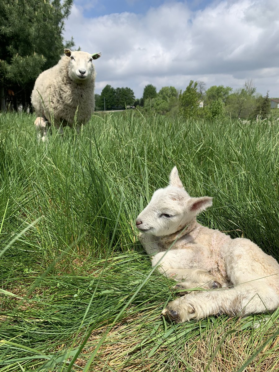 Sun bathing ☀️🐑🌱🌲🐑 #lamb2022 #norfolkcounty #ontag