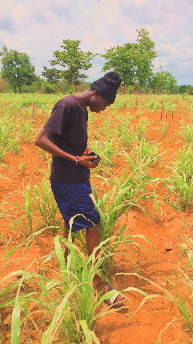 TimbeeThaddeus's tweet photo. So, I was in my Mother's millet farm today. This group of insect are set to cause another phase of hunger and poverty in Makurdi. They have destroyed many millet farms already. We must hit these insects hard and fast.
#WithOrganicInsecticide
#NoPoverty
#ZeroHunger https://t.co/C4BaT6f0wL