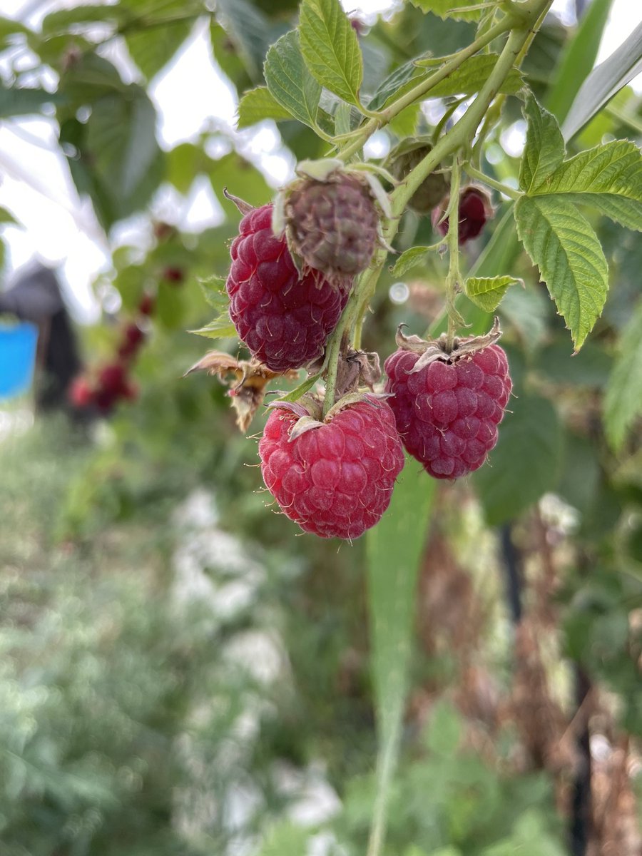 MrTigreForever's tweet image. #RaspberryFieldsForever