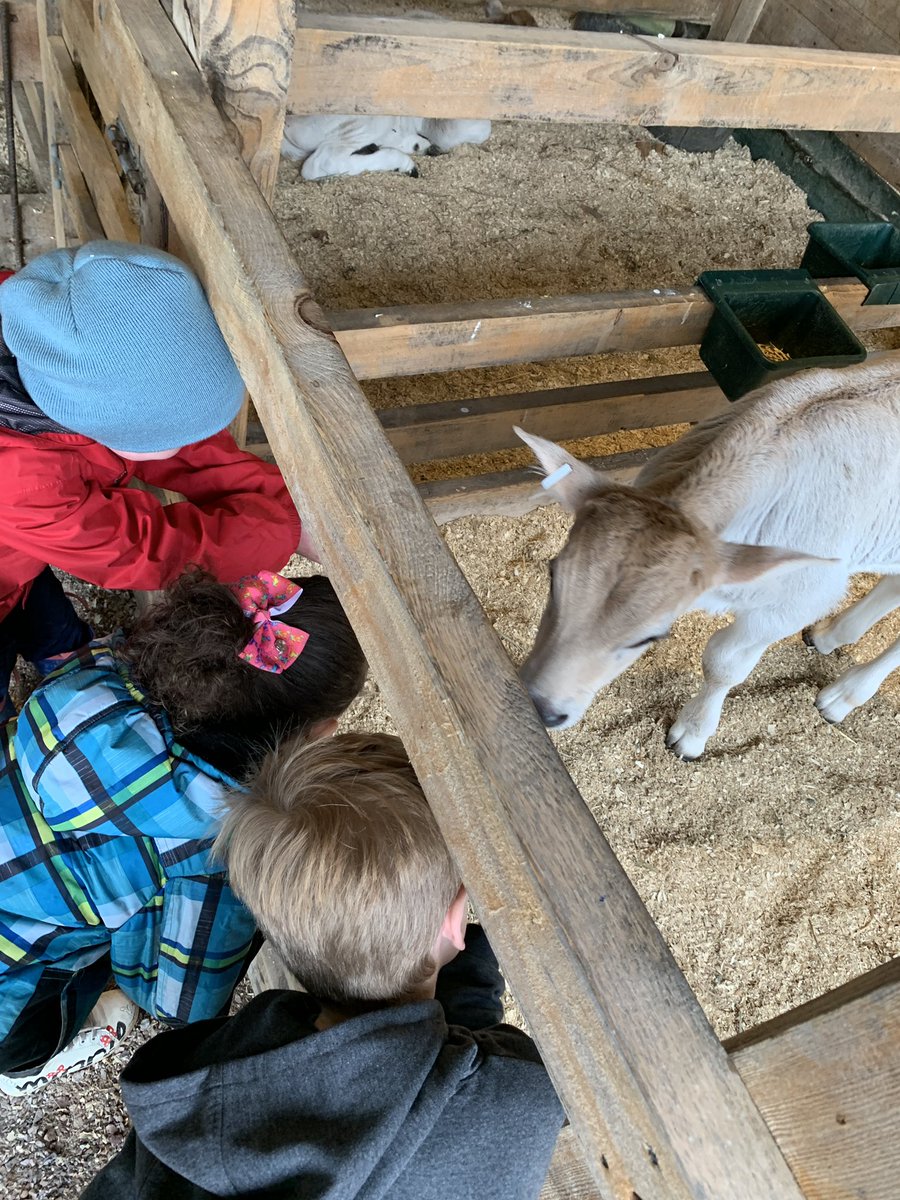 SCSVTPREK's tweet photo. We had a great trip to @ShelburneFarms - a tractor ride, cows, piglets, sheep and an angora rabbit! Such a wonderful experience for the children! #scslearns #cvsdvt https://t.co/dSk5hs3FOQ
