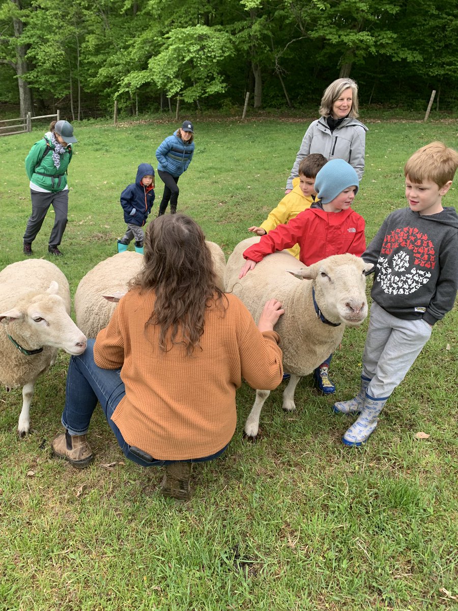 SCSVTPREK's tweet photo. We had a great trip to @ShelburneFarms - a tractor ride, cows, piglets, sheep and an angora rabbit! Such a wonderful experience for the children! #scslearns #cvsdvt https://t.co/dSk5hs3FOQ