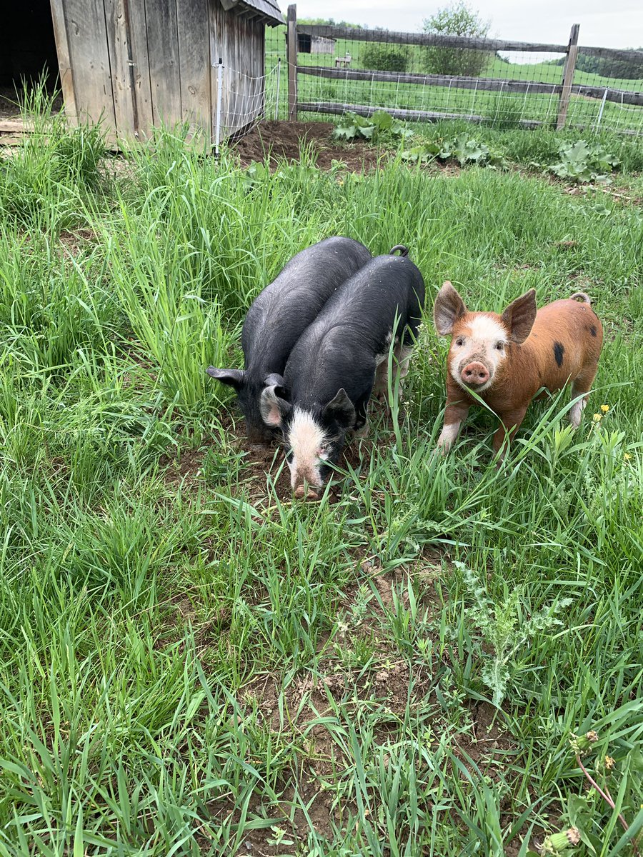 SCSVTPREK's tweet photo. We had a great trip to @ShelburneFarms - a tractor ride, cows, piglets, sheep and an angora rabbit! Such a wonderful experience for the children! #scslearns #cvsdvt https://t.co/dSk5hs3FOQ