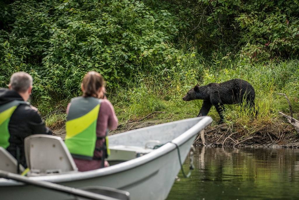 DYK that in late summer, when the salmon arrive to spawn, Bella Coola is host to one of the highest concentrations of grizzly bears on the planet?

📸  <a href="/ericmpoulin/">Eric M Poulin</a>

#grizzlies #beautifulbc #tweedsmuirparklodge