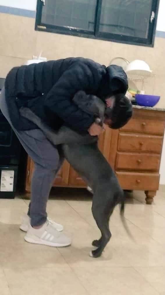 No importa lo que hagas o como le trates, el amor de los perros es infinito, su cariño es inmenso y su fidelidad es incondicional. No hay compañero tan fiel como un perro, ni amigo más leal. Ningún amor se le puede comparar, ni el del humano más enamorado por otra persona. ❤