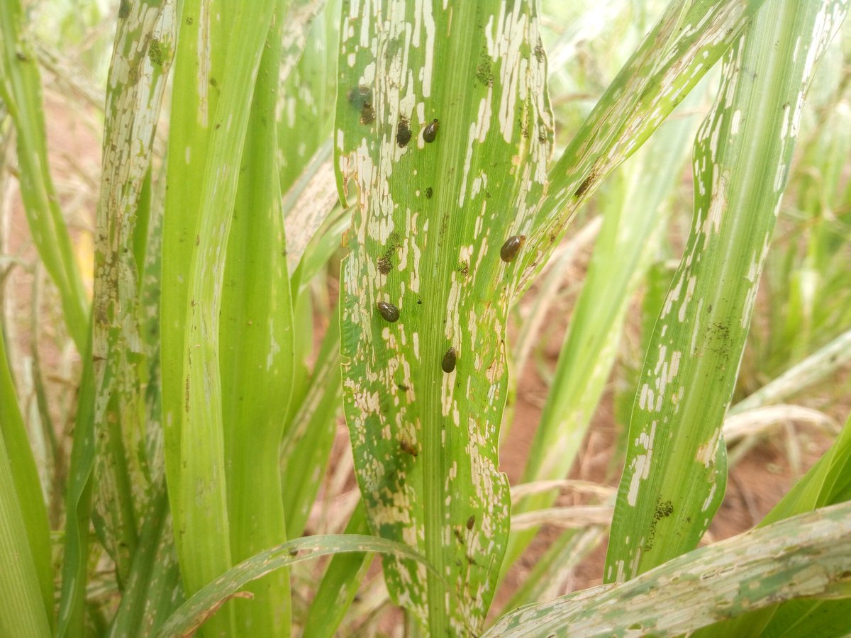 TimbeeThaddeus's tweet photo. So, I was in my Mother's millet farm today. This group of insect are set to cause another phase of hunger and poverty in Makurdi. They have destroyed many millet farms already. We must hit these insects hard and fast.
#WithOrganicInsecticide
#NoPoverty
#ZeroHunger https://t.co/C4BaT6f0wL