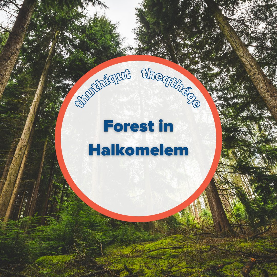 With almost 64% of British Columbia being covered in #forests, where is your favourite spot to wander in the woods?

Halkomelem Translations for Forest:
Hul̓q̓umín̓um̓ (Island dialect) - thuthíqut
Halq̓eméylem (Upriver dialect) - theqthéqe

#SpreadTheWord