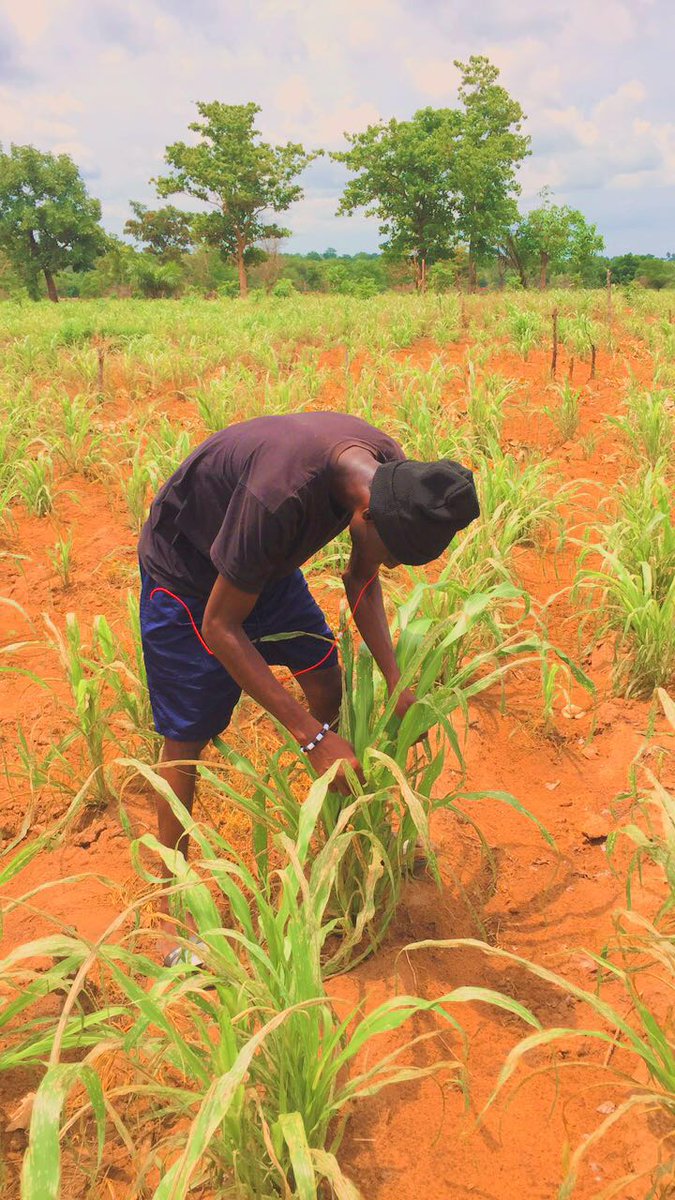 TimbeeThaddeus's tweet photo. So, I was in my Mother's millet farm today. This group of insect are set to cause another phase of hunger and poverty in Makurdi. They have destroyed many millet farms already. We must hit these insects hard and fast.
#WithOrganicInsecticide
#NoPoverty
#ZeroHunger https://t.co/C4BaT6f0wL