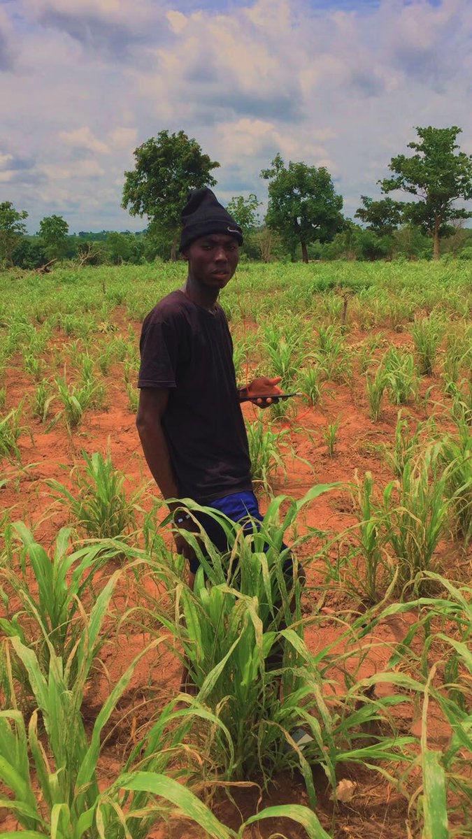 TimbeeThaddeus's tweet photo. So, I was in my Mother's millet farm today. This group of insect are set to cause another phase of hunger and poverty in Makurdi. They have destroyed many millet farms already. We must hit these insects hard and fast.
#WithOrganicInsecticide
#NoPoverty
#ZeroHunger https://t.co/C4BaT6f0wL