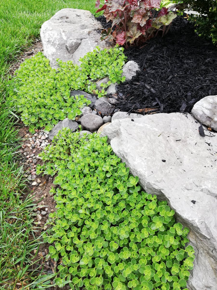 sewell_doreen's tweet photo. Started my perennial with everything that "spreads quickly". #learnedquickly Pulled ALL of this out last year #naturewins #gardening https://t.co/ziVSJ5dxDN
