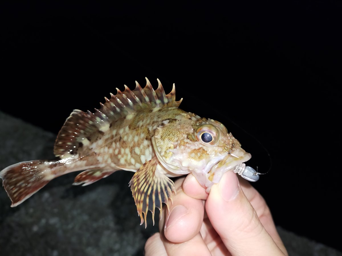 FishingUz's tweet photo. アジ釣れんなぁ、、、
群れが少しだけいたんだけどなぁ、、、
#サーティフォー #BCR56 #ダイワ #ルビアス #ジョイントライン #ピンキー #ストリームヘッド #アジリンガー #岩国 https://t.co/e2VceZLQK4