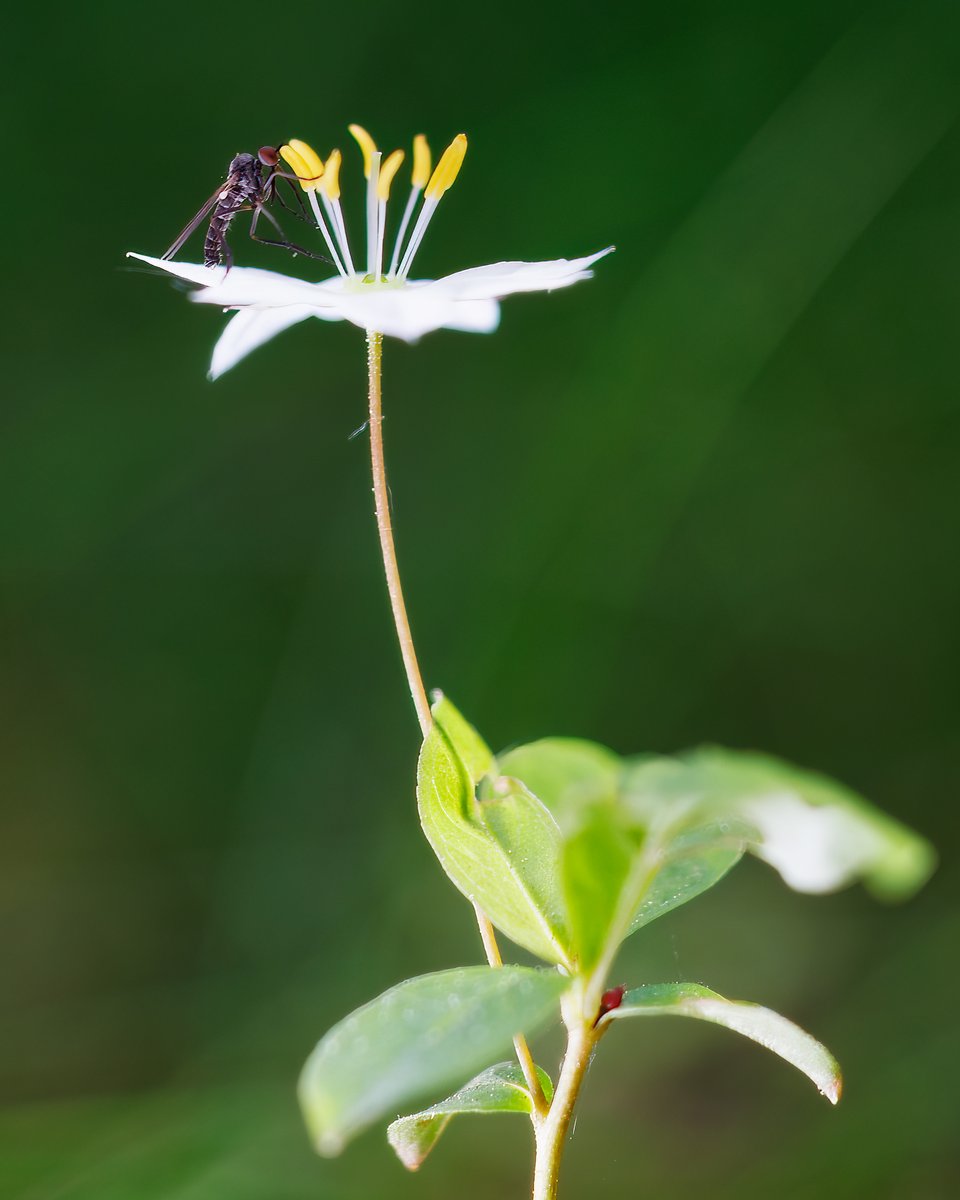 mrhlindvall's tweet photo. Macro! Some flower and a fly of some sort!
#canonrp #rf100mm #ledlights #macro #canonphotography #NaturePhotography #NatureBeauty #photography #photo #closup https://t.co/3Gpvma1WHI