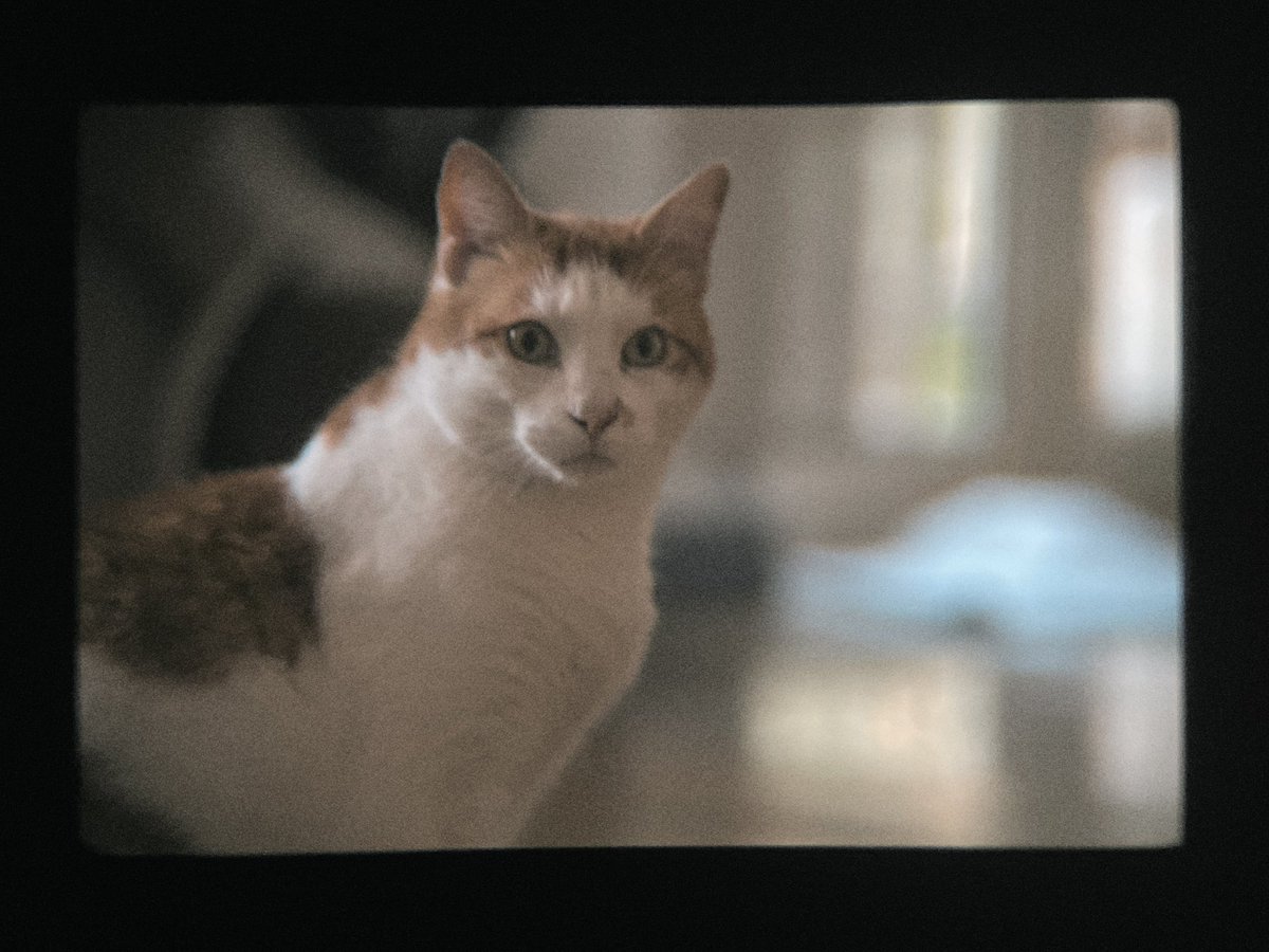 sigfreddy2000's tweet photo. Photograph in vintage style with #iPhone12ProMax @FiLMiCPro #firstlig filter prism and BW Electrum / @beastgrip / vintage lens Pallas 135mm f.2.8 https://t.co/YJVYsDrvy5