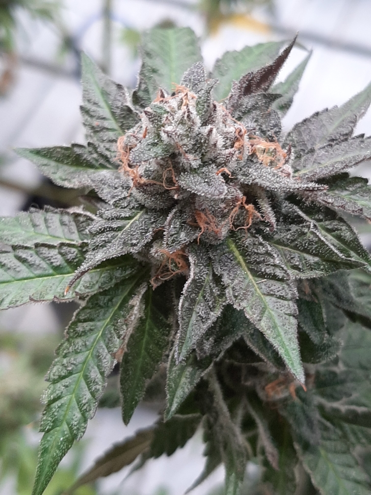 Montefiorefarm's tweet photo. Runtz x C4

#montefiore #buildtogrow #cannabis https://t.co/e7GBxbUGu2