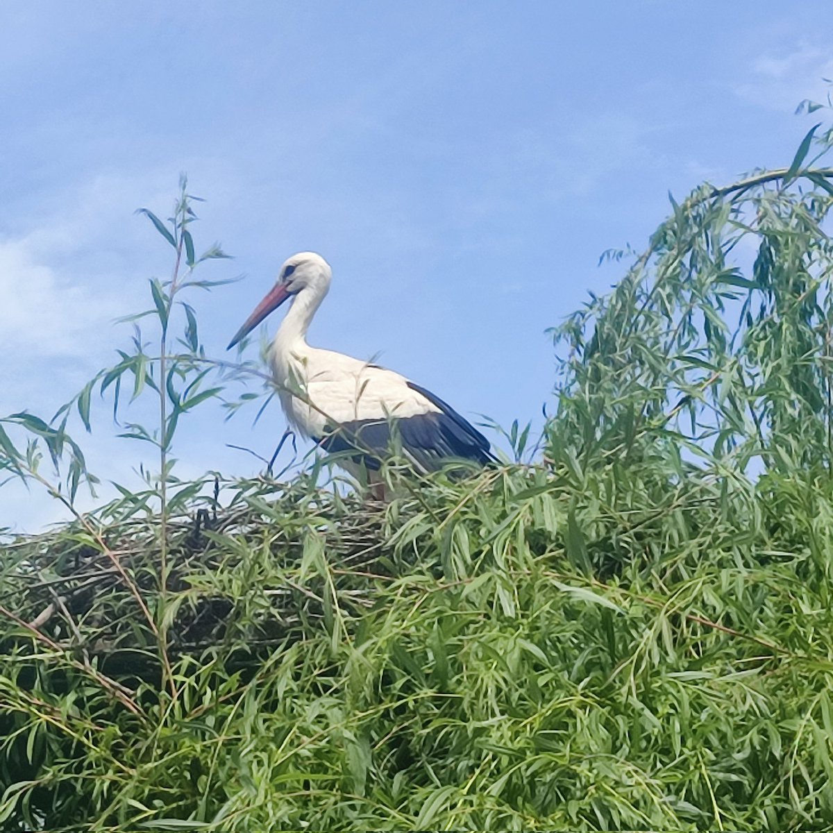Ch_Toilier's tweet photo. Après avoir admiré le panorama, descente dans la vallée pour de belles rencontres au NaturOparC 😎
#alsace2022  #mslearns https://t.co/9nvKoqRhVz