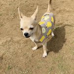 すみれのツイート画像