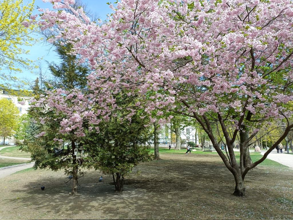 Cherry trees are flowering!#sakura #Helsinki #Finland #Finnwards https://t.co/ZzGUdYoOfN
