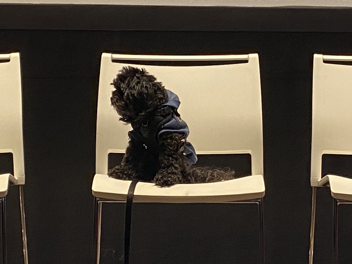 MaxResnik's tweet image. We’ve got a meditation puppy #cjs2022