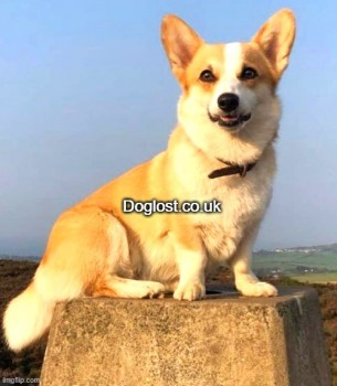 millypod1's tweet photo. NEL HOME SAFE. THANKS FOR RT's 😊🐾🐕

🆘17 MAY 2022 #Lost NEL #ScanMe 
Red/White Welsh Corgi (Pembroke) Female
#Dulas area #Anglesey #Wales #LL70 
Missing from owners farm behind the Pilot Boat pub. Brown collar. DO NOT CHASE/ call / attempt to grab
https://t.co/PRPwiU3F6h https://t.co/2bbP9VgaX1