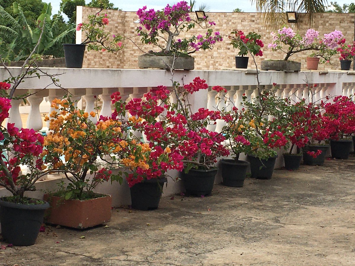 RonaldoPy2rmy's tweet image. Frio e as Primaveras estão floridas !