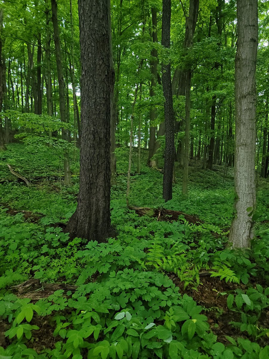 Elizabeth Schell tweet media