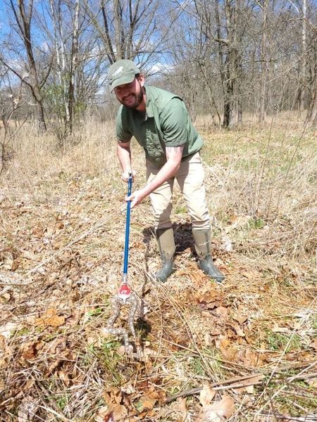 INHSPACELab's tweet photo. Blaine Hiner is an https://t.co/7Yp9Qklddp. in @IllinoisNRES with his thesis focusing on extrinsic factors impacting Eastern Massasauga occupancy and survival!

Read more here:
https://t.co/8WdWhvhyJu

@INHSillinois #Conservation #INHSPaCeLab https://t.co/oJ1As6DWN2
