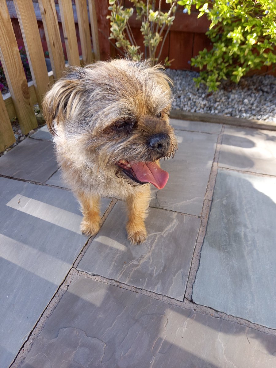 KimandOscar's tweet photo. This is Ralph and he needs help to find his human! He lives somewhere on Great Western Road in Aberdeen. If you know who he belongs to ask them to call Ashgrove Vet 01224 486444. Please retweet! https://t.co/QSiSnlAQtf