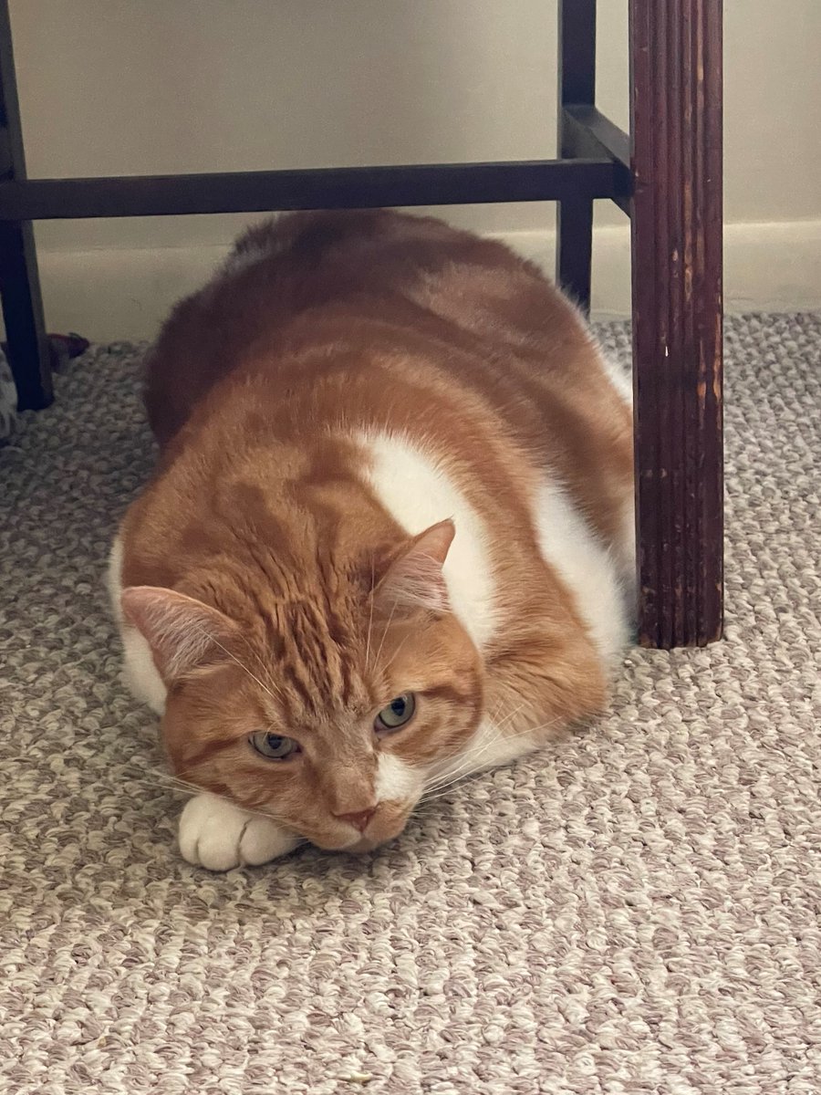 Ho Hum. Another rainy day.
#rainyday #cats #beautiful #BeKindAlways