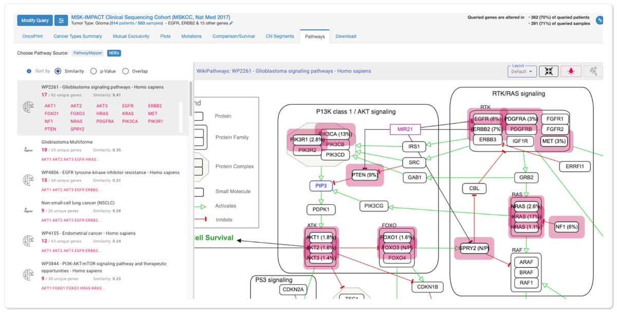 We just integrated pathway visualization via @NDExProject into cBioPortal. Accessible via the Pathways tab, this new feature can help you better understand which pathways (from NCI PID, @WikiPathways & @signor_database) your genes of interest are involved in. Support by #NCIITCR.