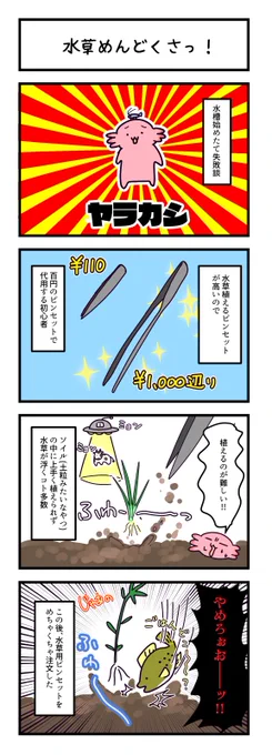 初心者には水草植えるのが難しすぎた
ブログ https://t.co/1BZhQU3tqB 
