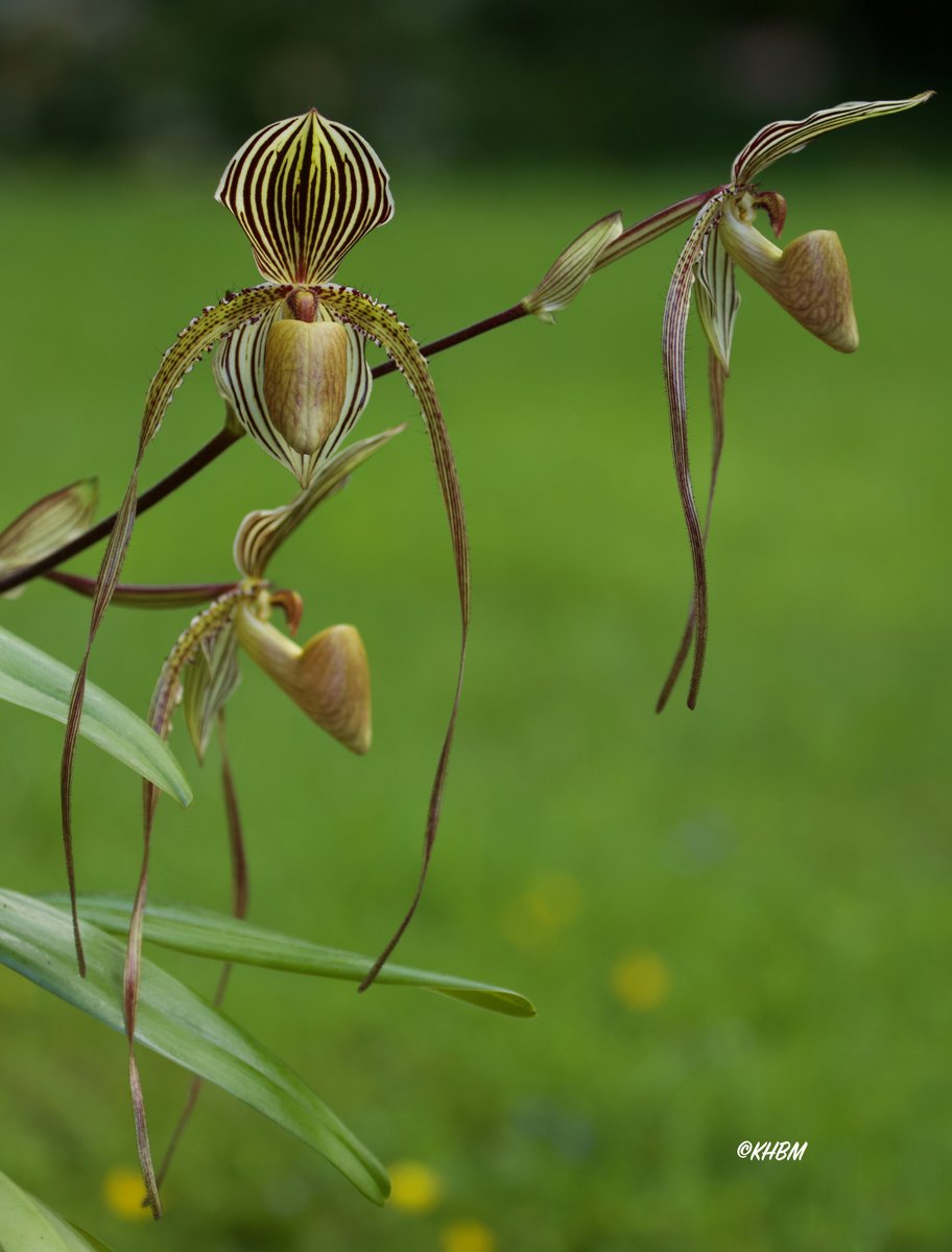 Mararda10's tweet photo. Paphiopedilum St. Swithin (philippinense x rothschildianum) now in full bloom. I love this orchid so much. I have nicknamed it 'Lucu' after my favourite tiger due to the stripes. @orchidcommittee @EdinburghZoo  #Paphiopedilum #StSwithin #SaintSwithin #Lucu #orchid #slipperorchid https://t.co/xV0NQBaPXf