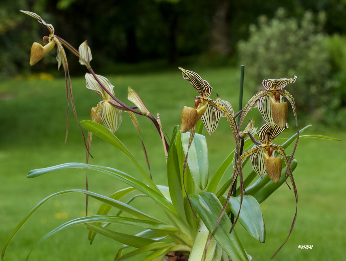 Mararda10's tweet photo. Paphiopedilum St. Swithin (philippinense x rothschildianum) now in full bloom. I love this orchid so much. I have nicknamed it 'Lucu' after my favourite tiger due to the stripes. @orchidcommittee @EdinburghZoo  #Paphiopedilum #StSwithin #SaintSwithin #Lucu #orchid #slipperorchid https://t.co/xV0NQBaPXf