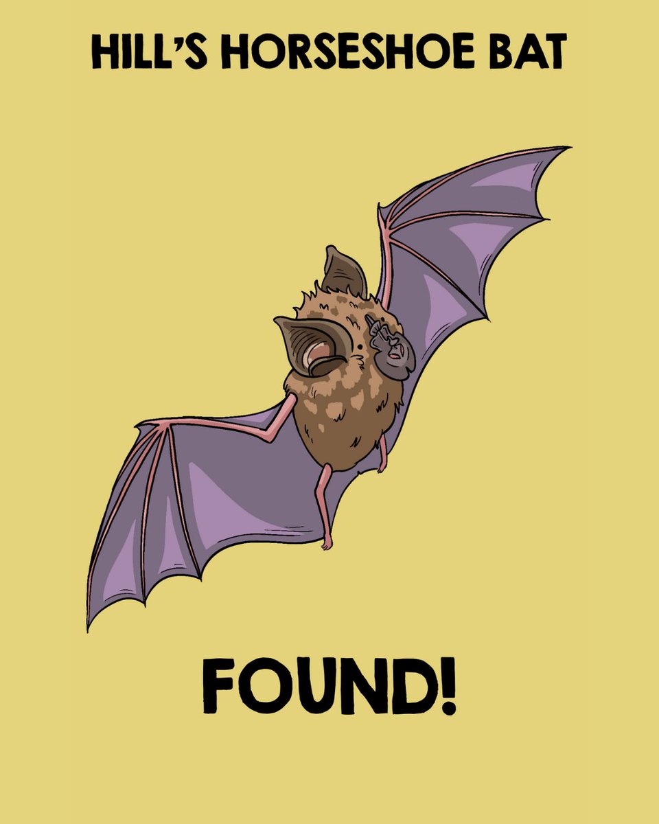 Bat Conservation International (@batconintl) on Twitter photo What's it like to rediscover a lost species?
Dr. <a href="/jonrflanders/">Jon Flanders, Ph.D</a> gives his take on what it was like to search for a bat not seen in 40 years. 🔦lostandfoundnature.com/blog/2022/05/1…
Art by <a href="/amiluu_scribble/">Amy Gallagher</a>
#conservation #goodnews #optimism What's it like to rediscover a lost species?
Dr. <a href="/jonrflanders/">Jon Flanders, Ph.D</a> gives his take on what it was like to search for a bat not seen in 40 years. 🔦lostandfoundnature.com/blog/2022/05/1…
Art by <a href="/amiluu_scribble/">Amy Gallagher</a>
#conservation #goodnews #optimism