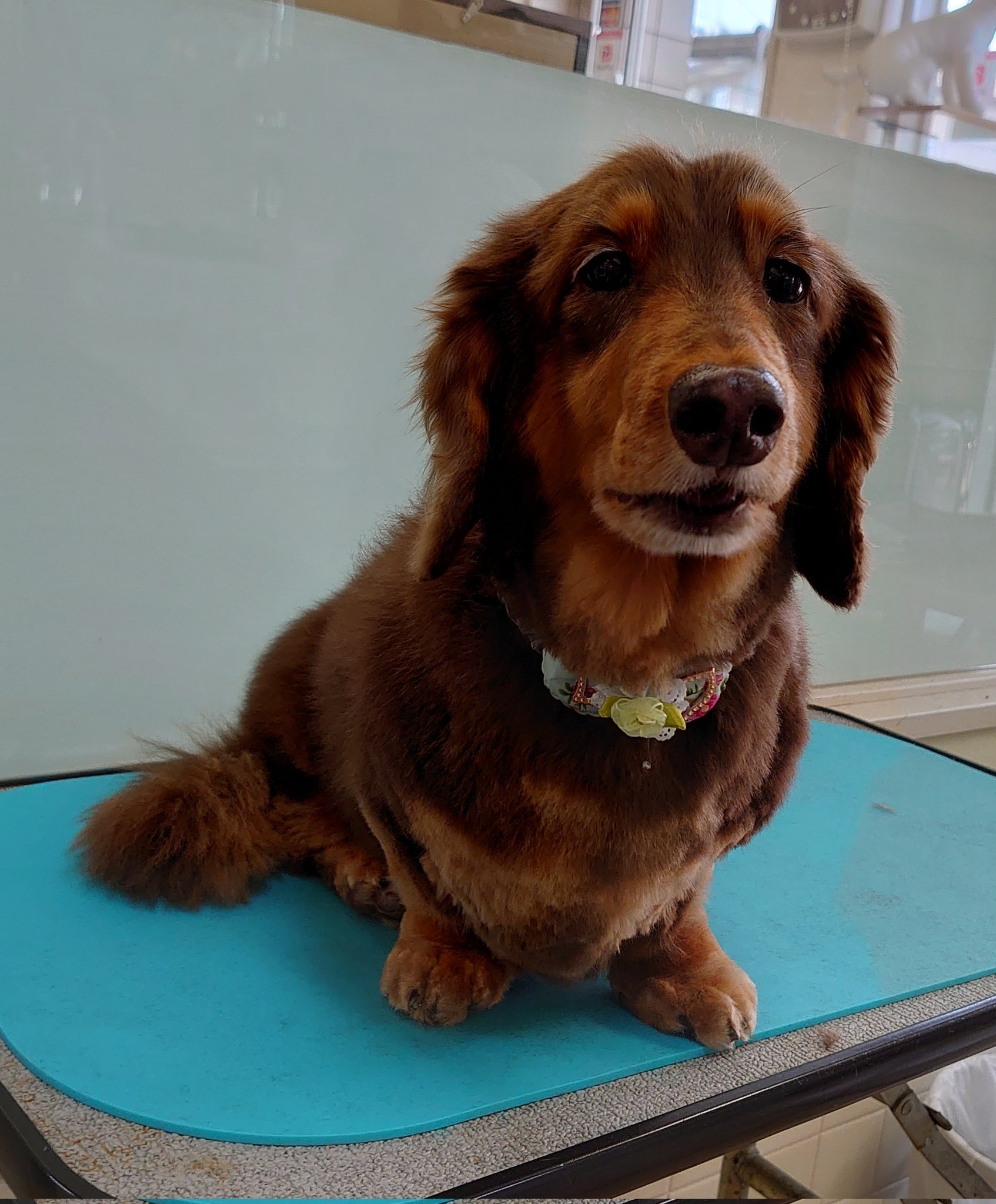 Thunder 初めてご来店のダックスくん サマーカットの一歩手前の長さにカット 11歳と言ってたけどとても若い トリミングサロン Trimmingsalon ミニチュアロングダックス ダックスフンド ダックス チョコタン オールシザー T Co