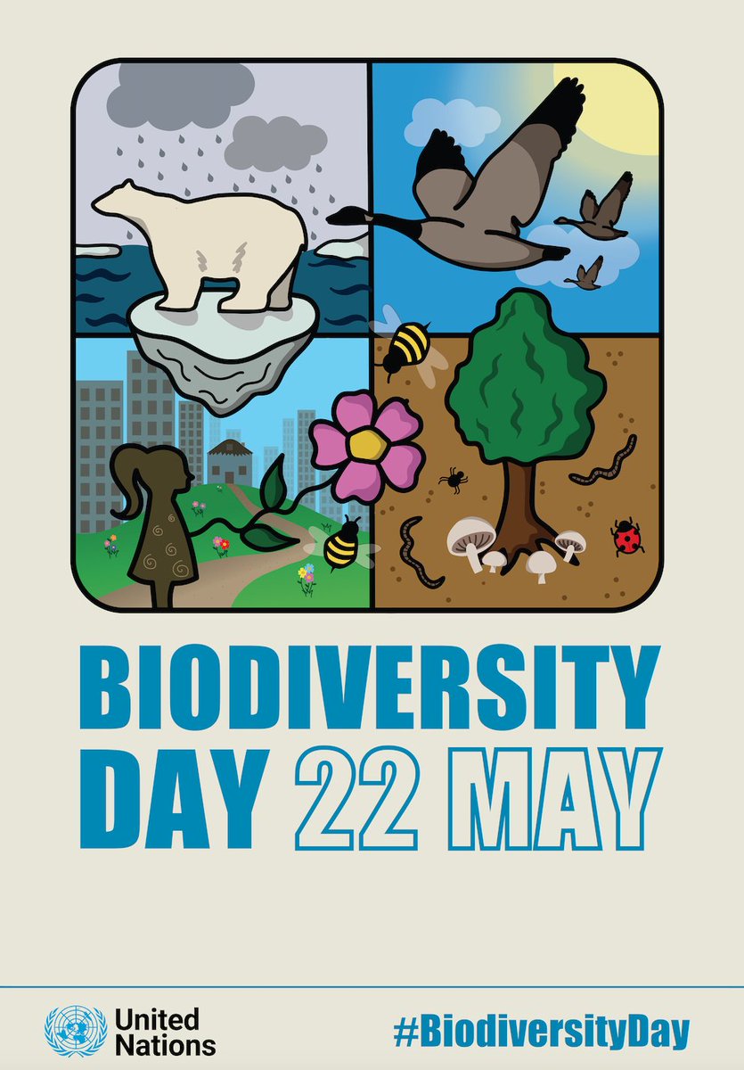 Elizabeth M. Mrema (@mremae) on Twitter photo When we conserve #biodiversity, use it sustainably and share its benefits equitably, we get that much closer to building a shared future for all life on Earth.
#BiodiversityDay is a chance to drive action #ForNature.
Get involved with <a href="/UNBiodiversity/">UN Biodiversity</a>: cbd.int/biodiversity-d… When we conserve #biodiversity, use it sustainably and share its benefits equitably, we get that much closer to building a shared future for all life on Earth.
#BiodiversityDay is a chance to drive action #ForNature.
Get involved with <a href="/UNBiodiversity/">UN Biodiversity</a>: cbd.int/biodiversity-d…