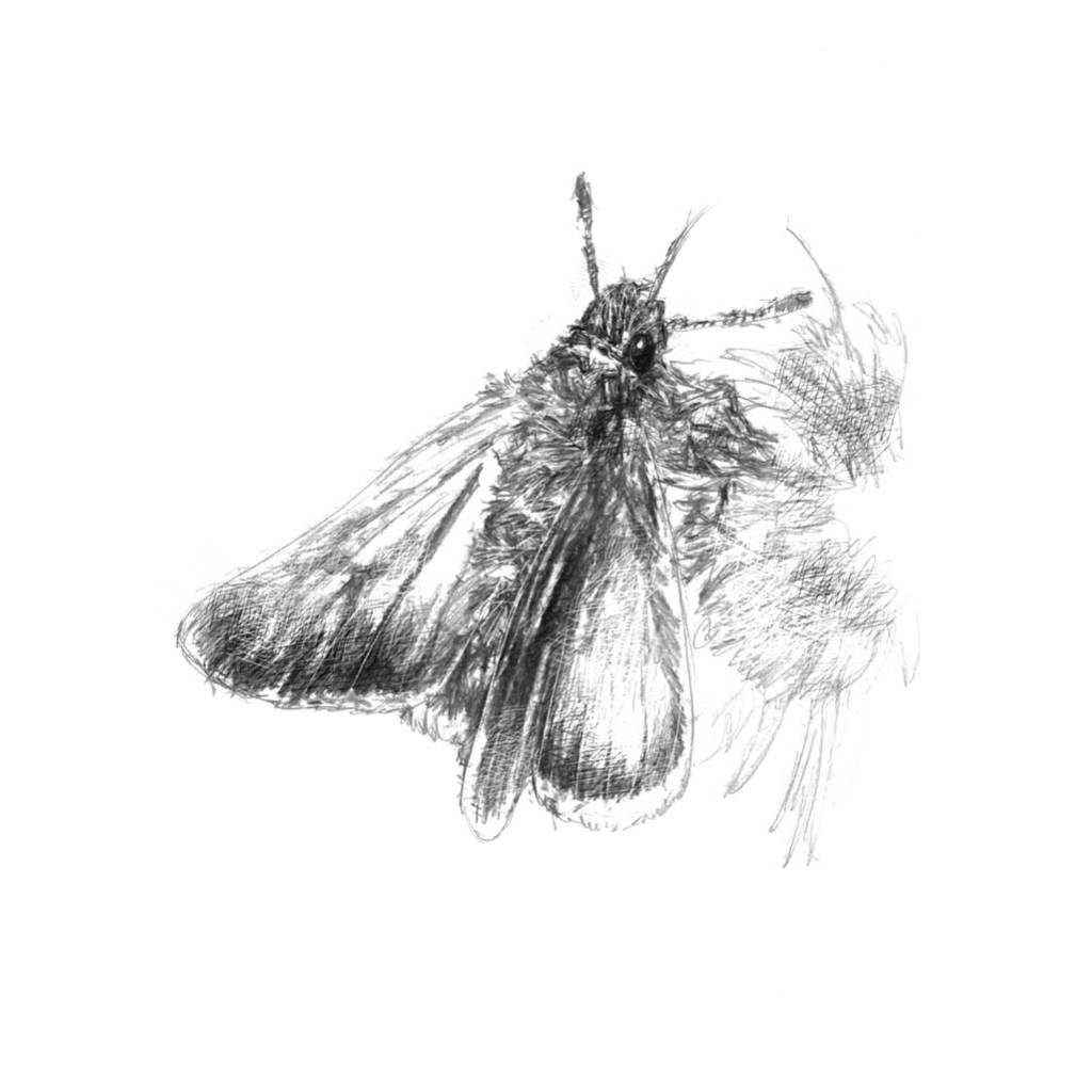 Моль archeolepis