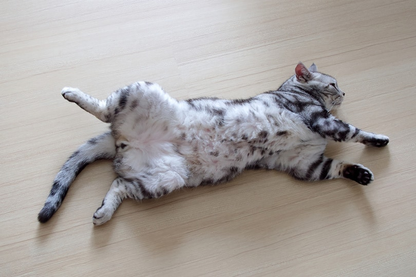 CalicoCrew1's tweet photo. #DidYouKnow
#Cats usually have 8 nipples, but the number can vary from one #cat to the other. Both males & females have nipples, but males lack developed mammary glands.
Reply w/a cute belly pic. Here's a few to start.
#CalicoCrew #CatsOfTitter #CatsOnTwitter #JellyBellyFriday https://t.co/8c0SHoM6xc