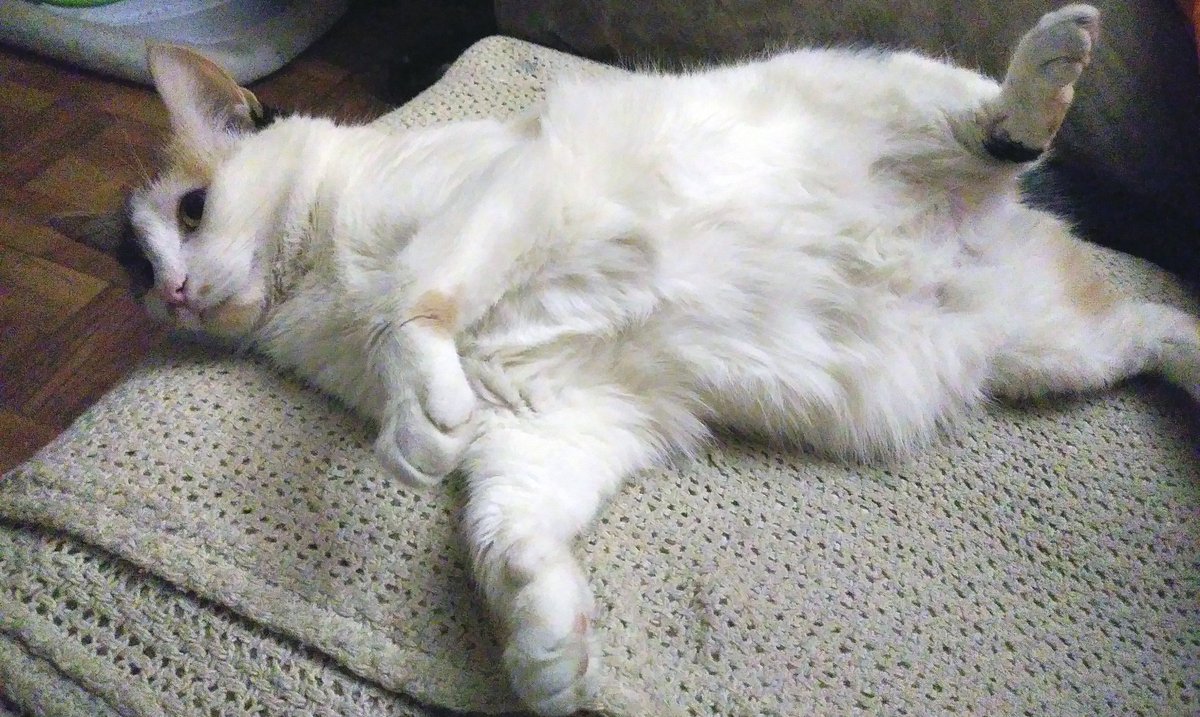 CalicoCrew1's tweet photo. #DidYouKnow
#Cats usually have 8 nipples, but the number can vary from one #cat to the other. Both males & females have nipples, but males lack developed mammary glands.
Reply w/a cute belly pic. Here's a few to start.
#CalicoCrew #CatsOfTitter #CatsOnTwitter #JellyBellyFriday https://t.co/8c0SHoM6xc