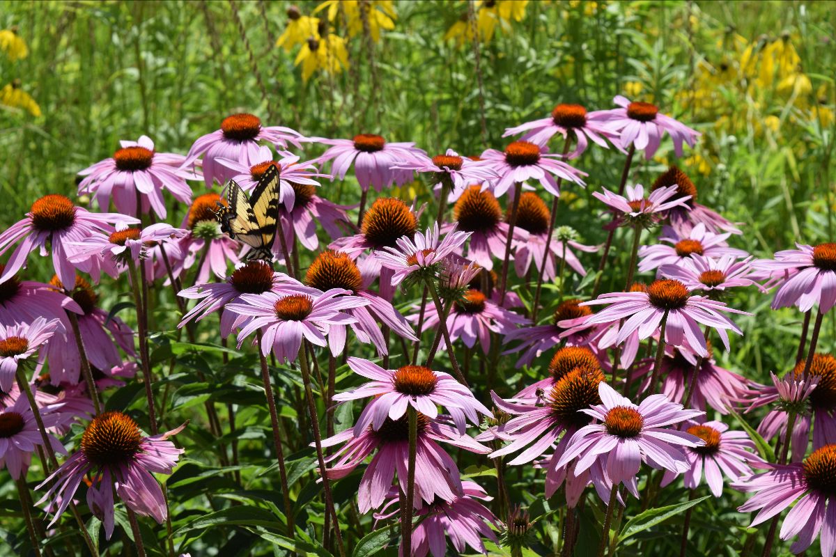 Make sure you're up to date with our Office of Sustainability newsletter. mailchi.mp/9086d7b9e058/g…