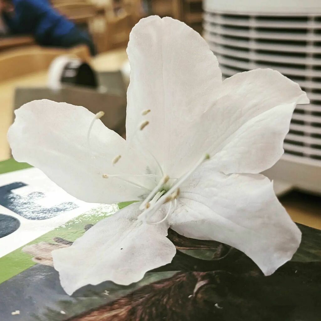 LibraryPoco's tweet image. random flowers

sneezy but appreciated instagr.am/p/Cdv2IlaOHHD/