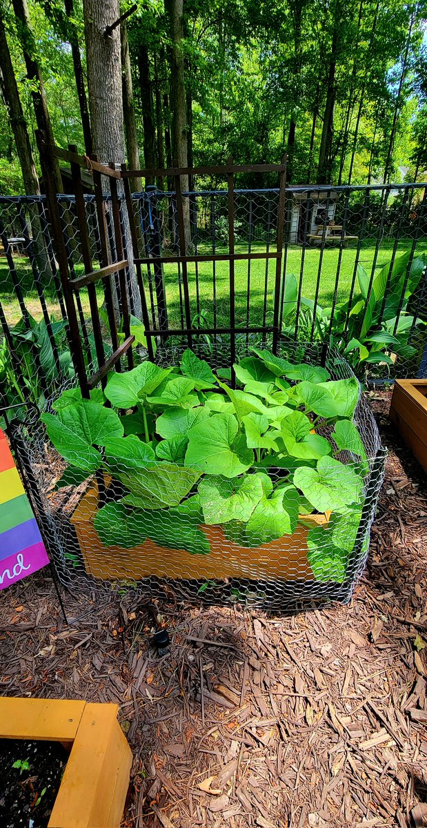 NoShirtFlipFlop's tweet photo. WFH lunchtime project:
π-proof the yellow squash (they love that tiny baby squash) and weed the perennial island. All done in 45 minsπͺ.
#DoingDadStuff https://t.co/MgpItX1Hxa