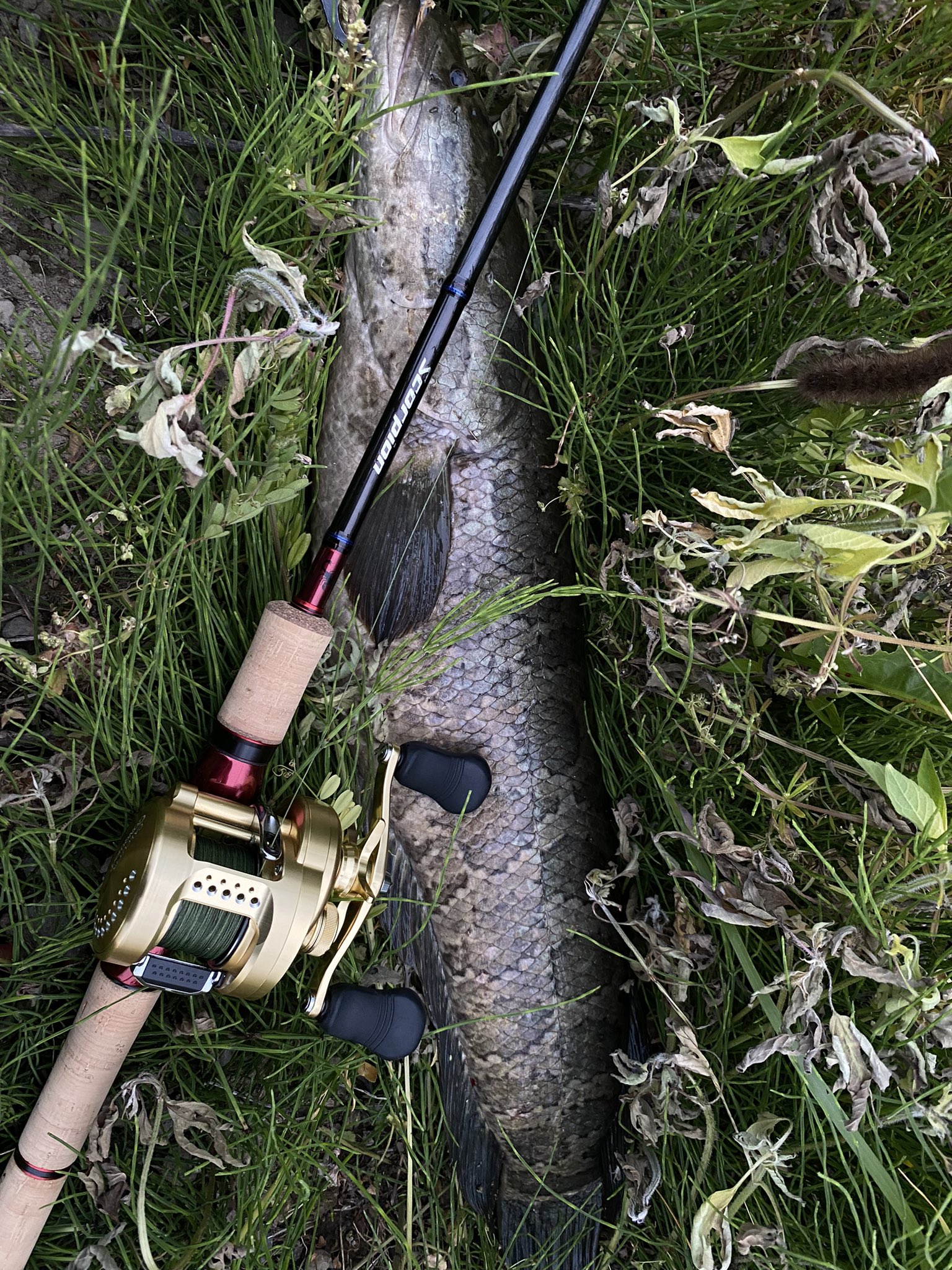 Tetsu T C Fish3 Twitter