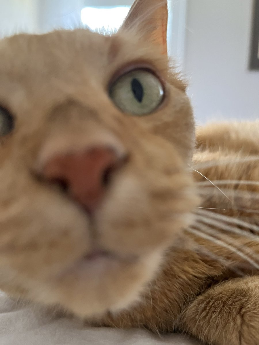 Boop the little lady
